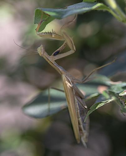 Réf. 215 118 : Mantis religiosa