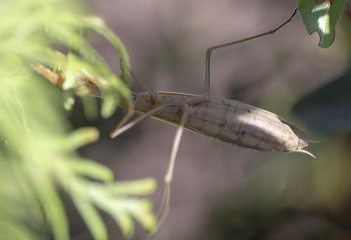 Mantis religiosa