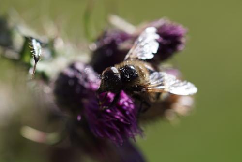 Volucella bombylans