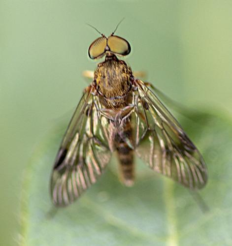 Chrysopilus nubecula