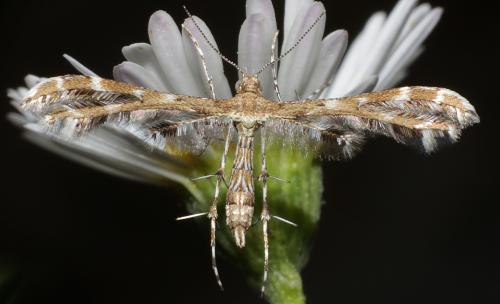 Capperia sp.