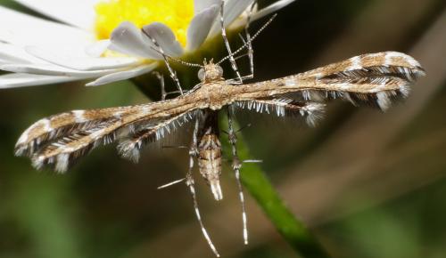 Capperia sp.