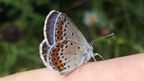 Réf. 215 041 : Plebejus idas