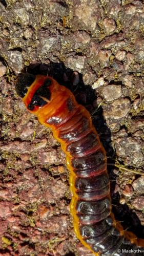 Réf. 215 351 : Cossus cossus