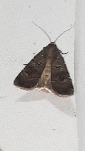 Réf. 215 106 : Agrotis trux
