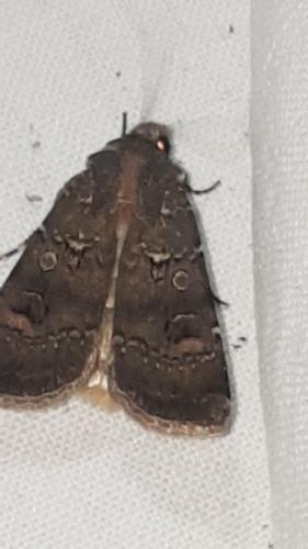 Réf. 215 104 : Agrotis trux