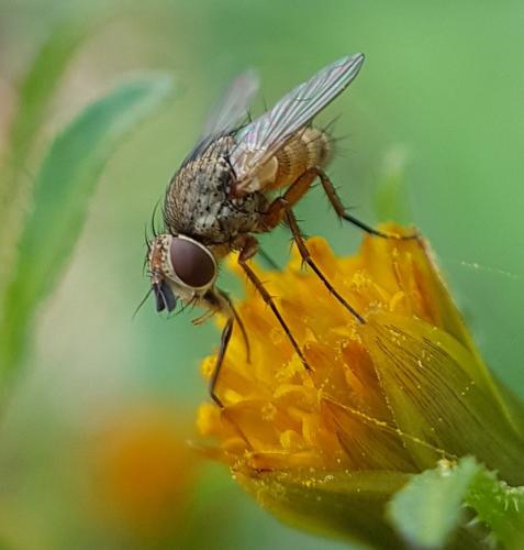 Réf. 215 094 : Siphona sp.