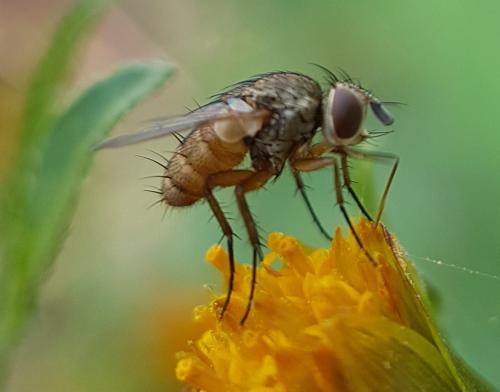 Réf. 215 095 : Siphona sp.