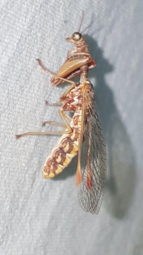 Réf. 215 180 : Mantispa styriaca