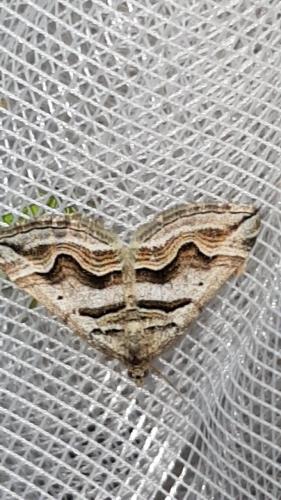 Réf. 215 140 : Scotopteryx peribolata