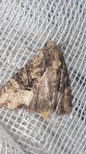 Mesapamea sp.