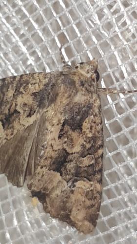 Mesapamea sp.