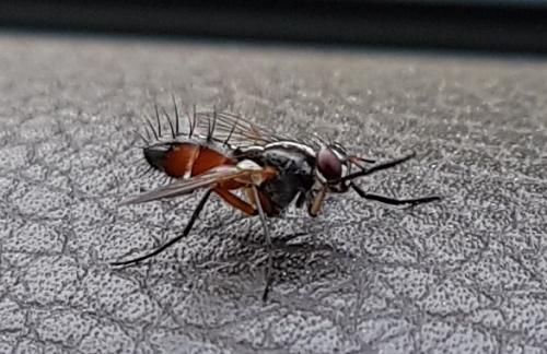 Réf. 215 224 : Mintho rufiventris