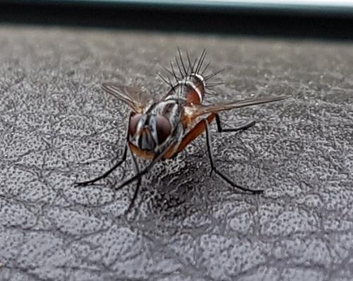 Réf. 215 225 : Mintho rufiventris