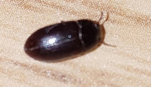 Alphitobius sp.