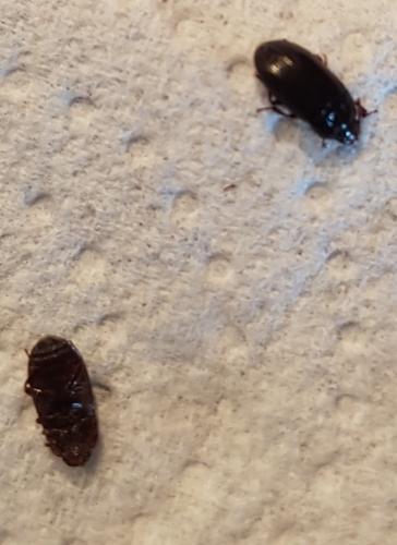 Alphitobius sp.