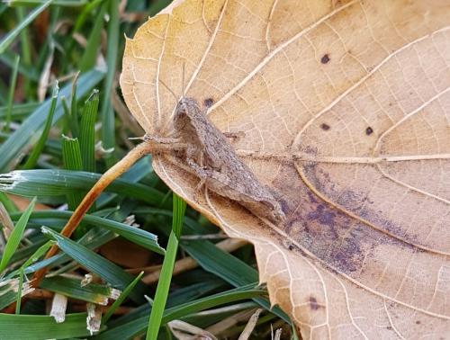 Pezotettix giornae