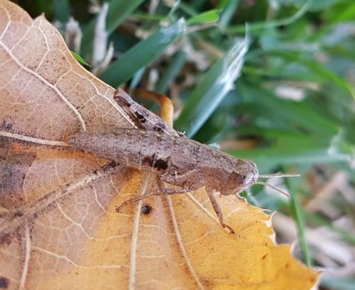 Pezotettix giornae