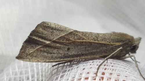 Réf. 215 348 : Compsoptera opacaria