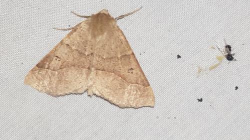 Crocallis dardoinaria
