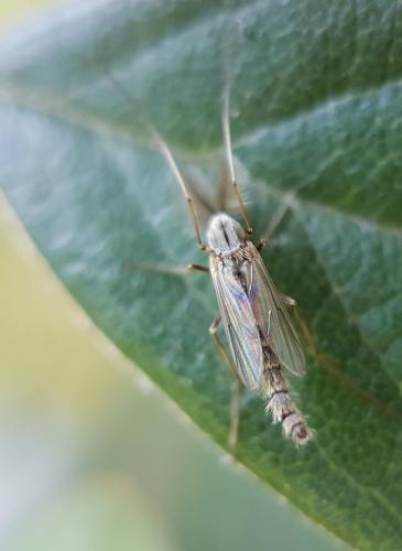 Réf. 215 442 : Chironomini inconnu