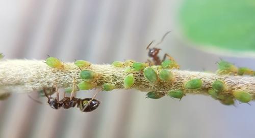 Lasius (niger)
