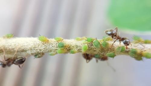 Lasius (niger)