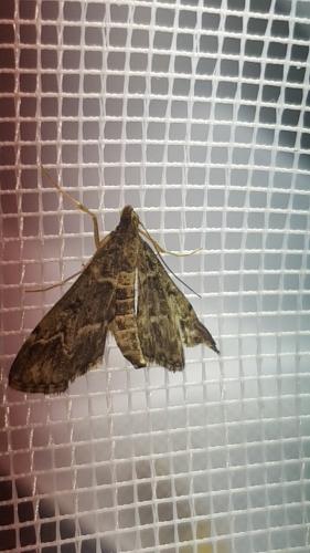 Réf. 215 618 : Duponchelia fovealis