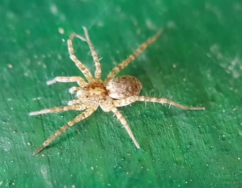 Pardosa sp.