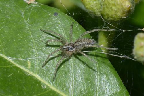 Allagelena gracilens