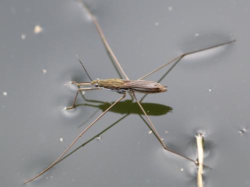 Aquarius paludum