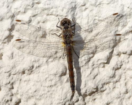 Sympetrum striolatum