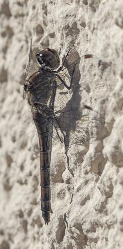 Sympetrum striolatum