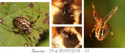 Neoscona byzanthina