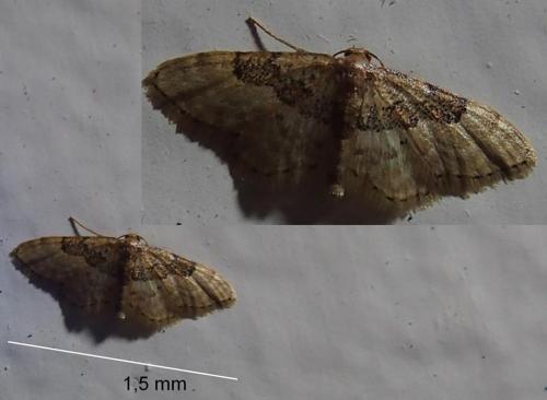 Idaea completa