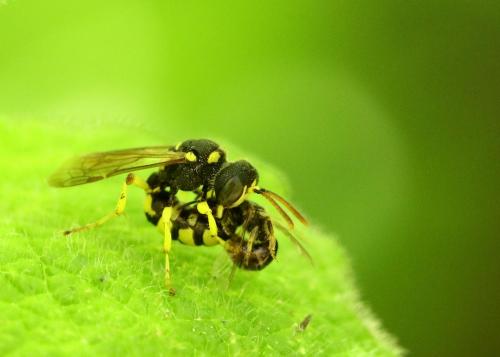Cerceris sabulosa