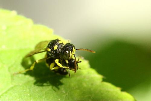 Cerceris sabulosa