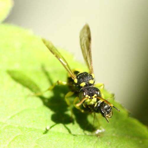 Cerceris sabulosa