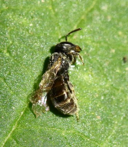 Réf. 215 395 : Lasioglossum sp.