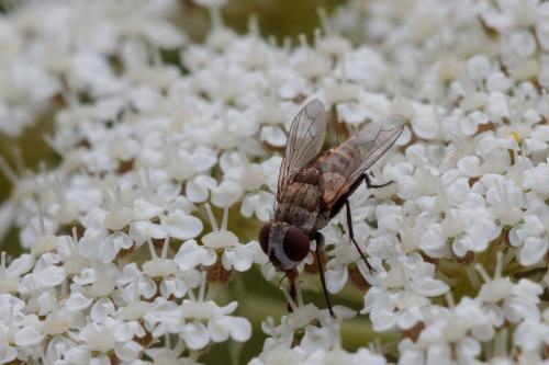 Miltogramminae
