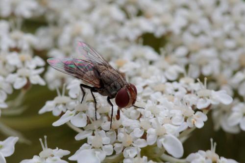 Miltogramminae
