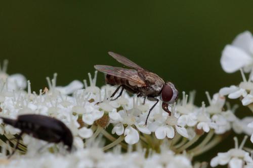 Miltogramminae
