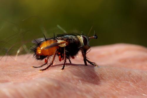Réf. 215 148 : Tachina magnicornis