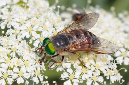 Philipomyia aprica