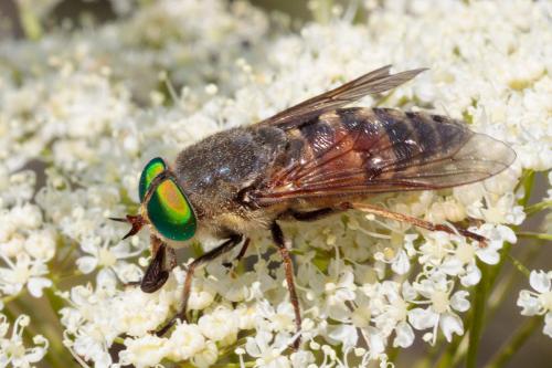 Philipomyia aprica