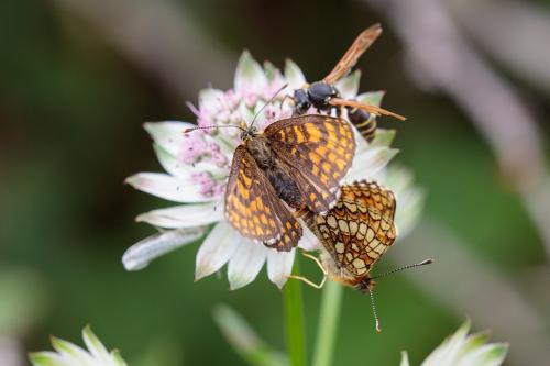 Réf. 215 975 : Melitaea athalia