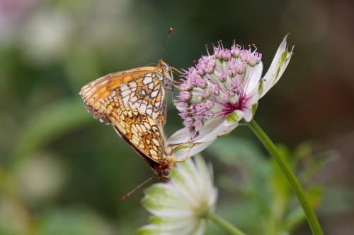 Melitaea athalia