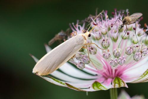 Eilema lurideola