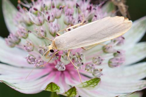 Eilema lurideola
