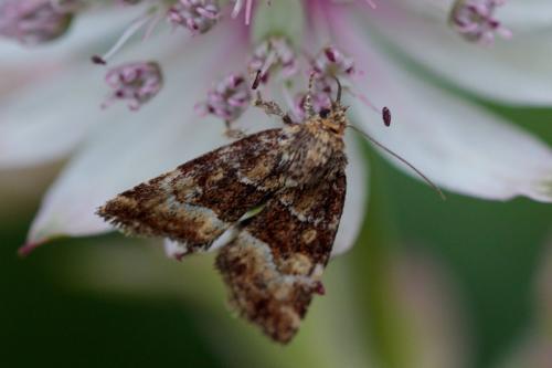Photedes captiuncula